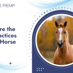 What Are the Best Practices for Fall Horse Care