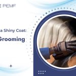 7 Steps to a Shiny Coat_ Horse Grooming Tips