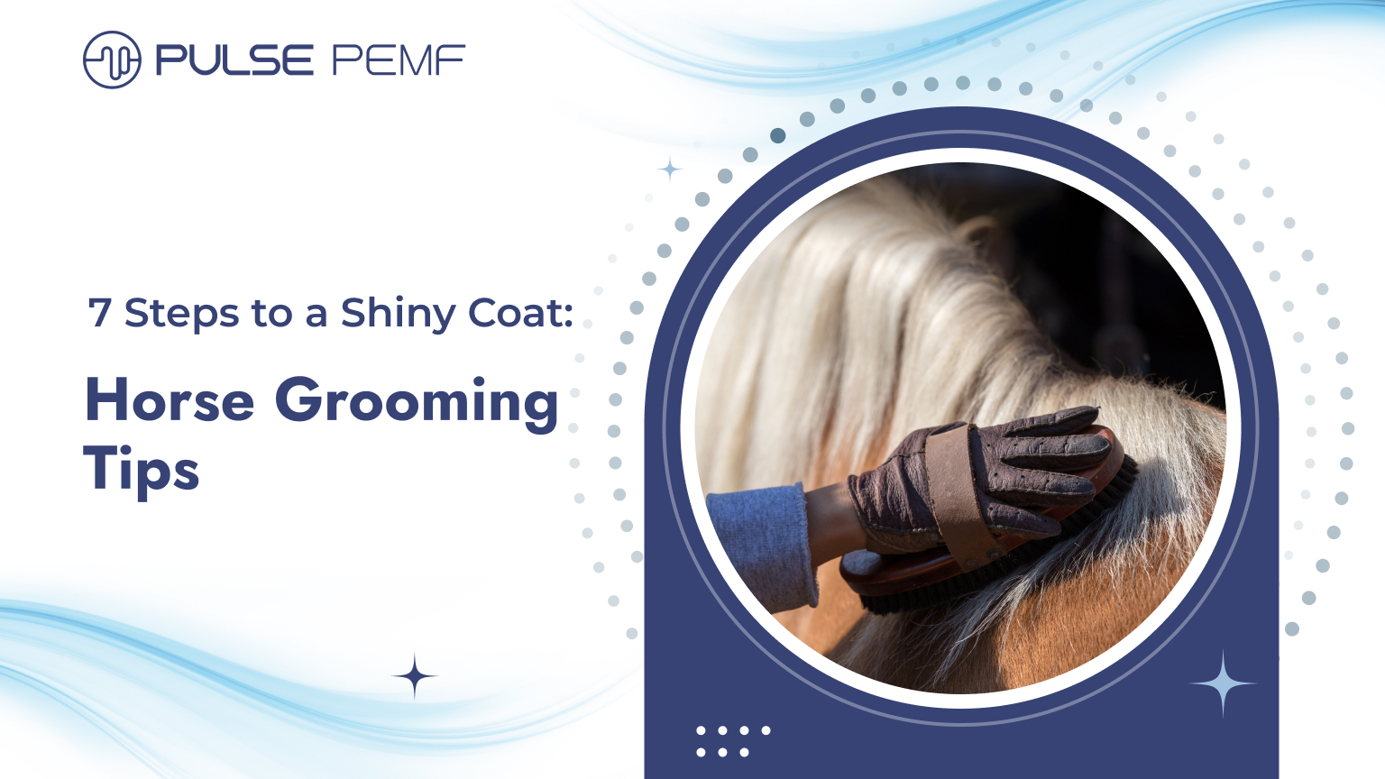 7 Steps to a Shiny Coat_ Horse Grooming Tips