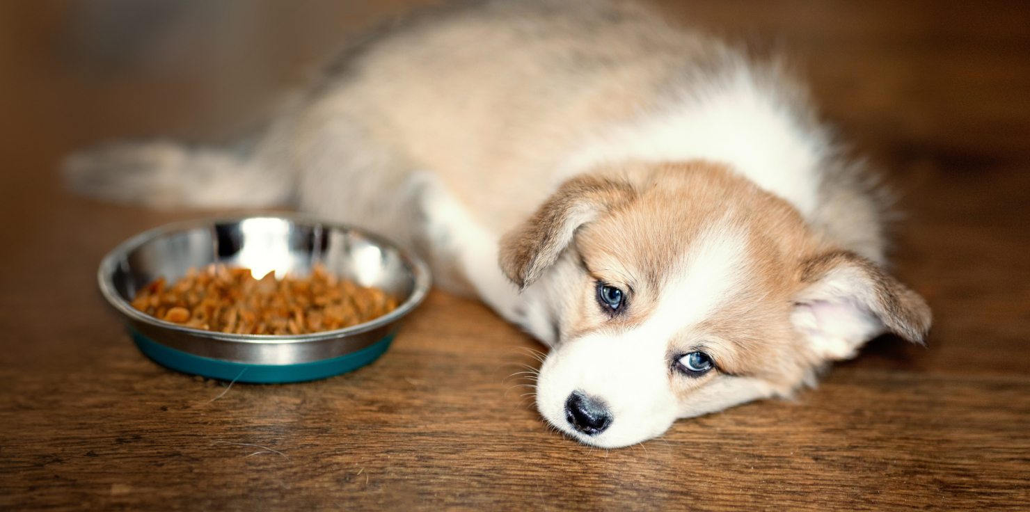 Common Dog Health Problems and Warning Signs