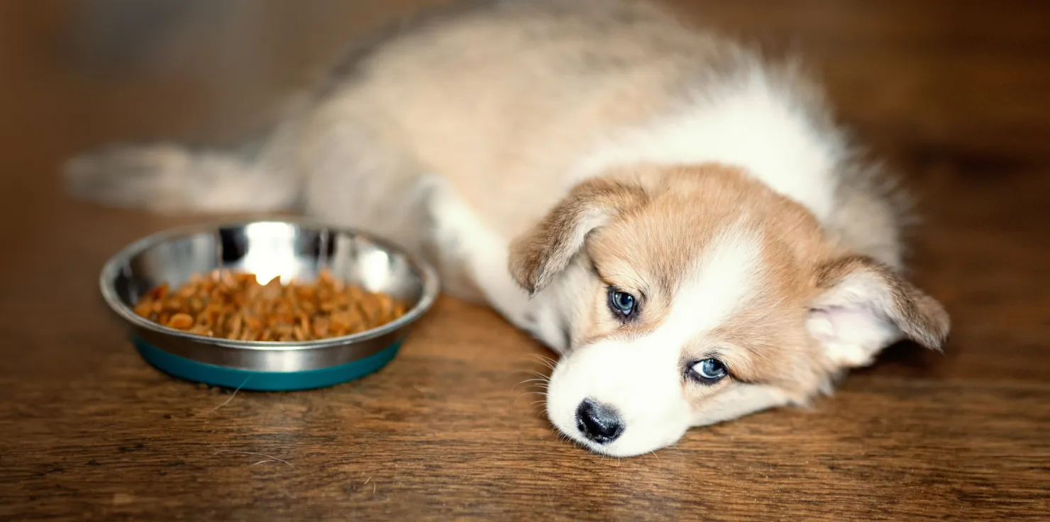 Common Dog Health Problems and Warning Signs