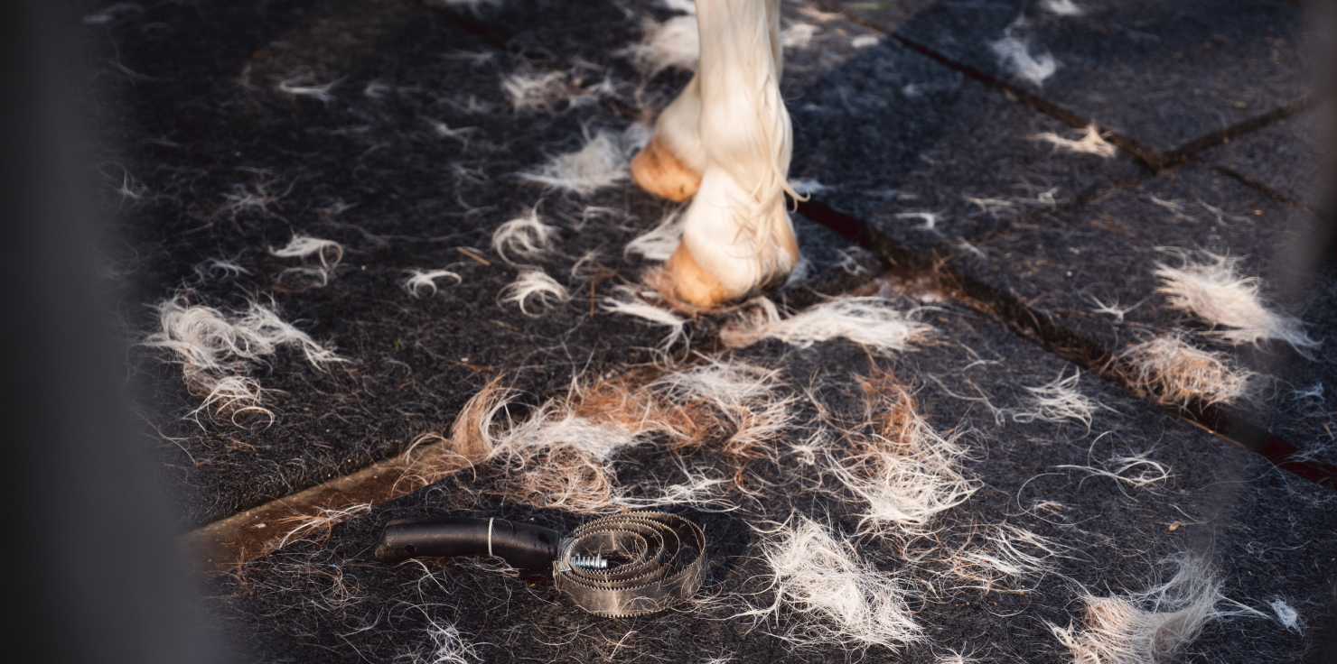 Horse Grooming During Shedding Season