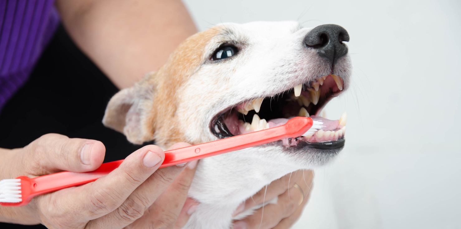 Brushing Techniques That Work