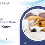 Hemorrhagic Gastroenteritis Dogs