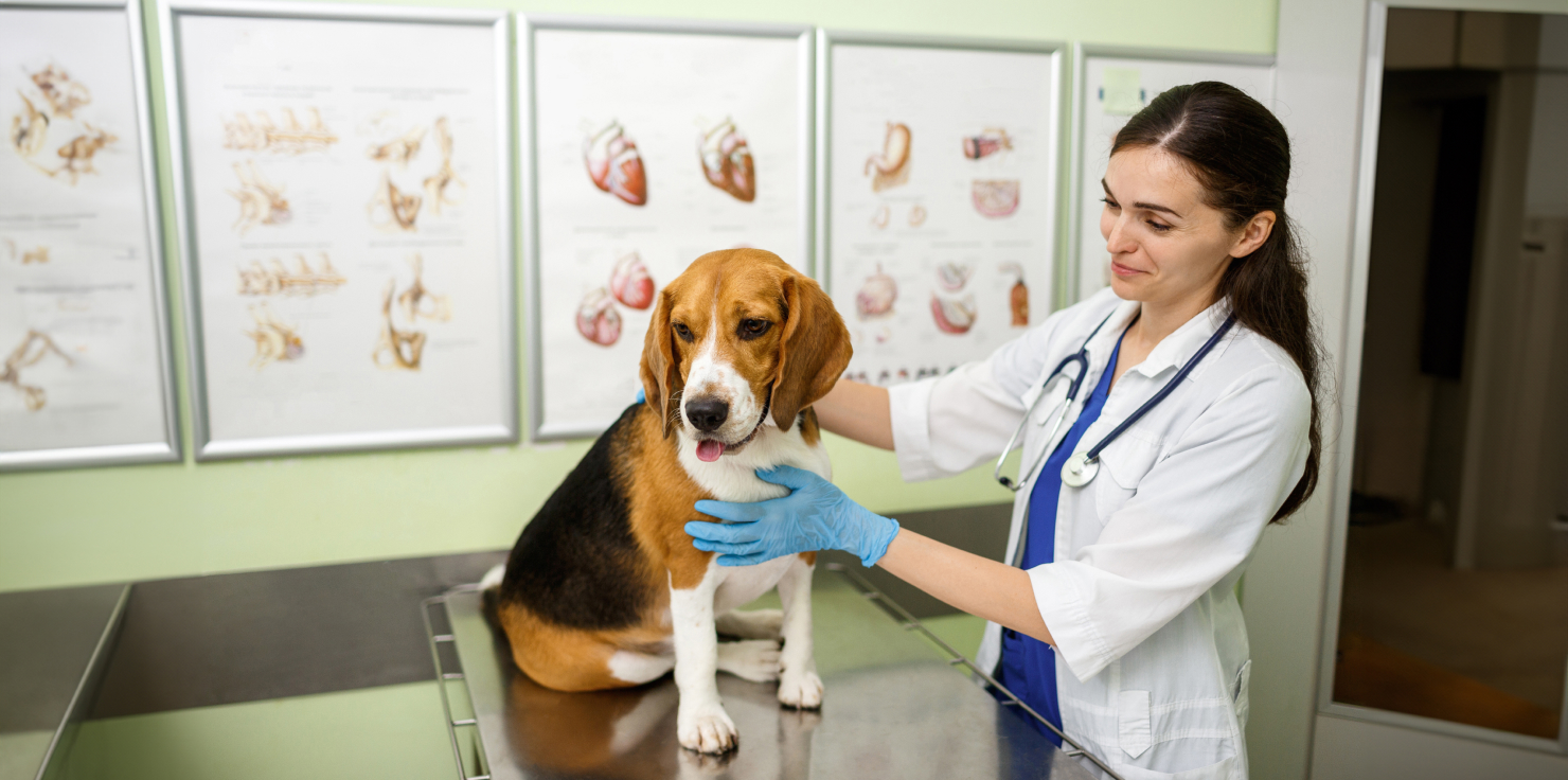 How to Treat Fractures in Dogs and Cats