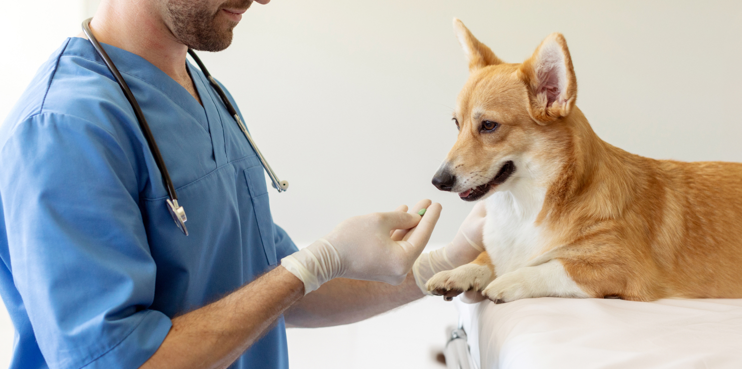 Safe Alternatives to Ibuprofen for Pain Relief in Dogs