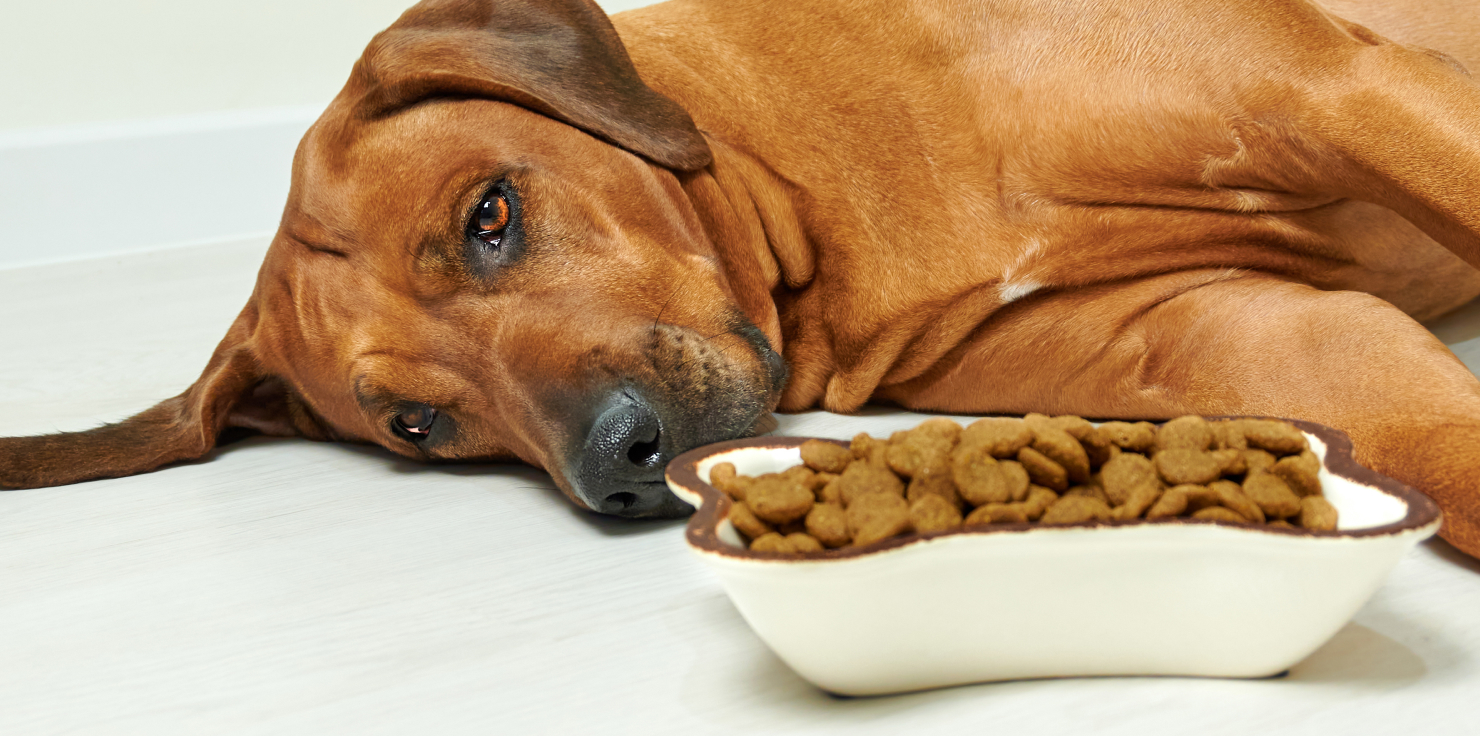 Symptoms of Ibuprofen Toxicity in Dogs