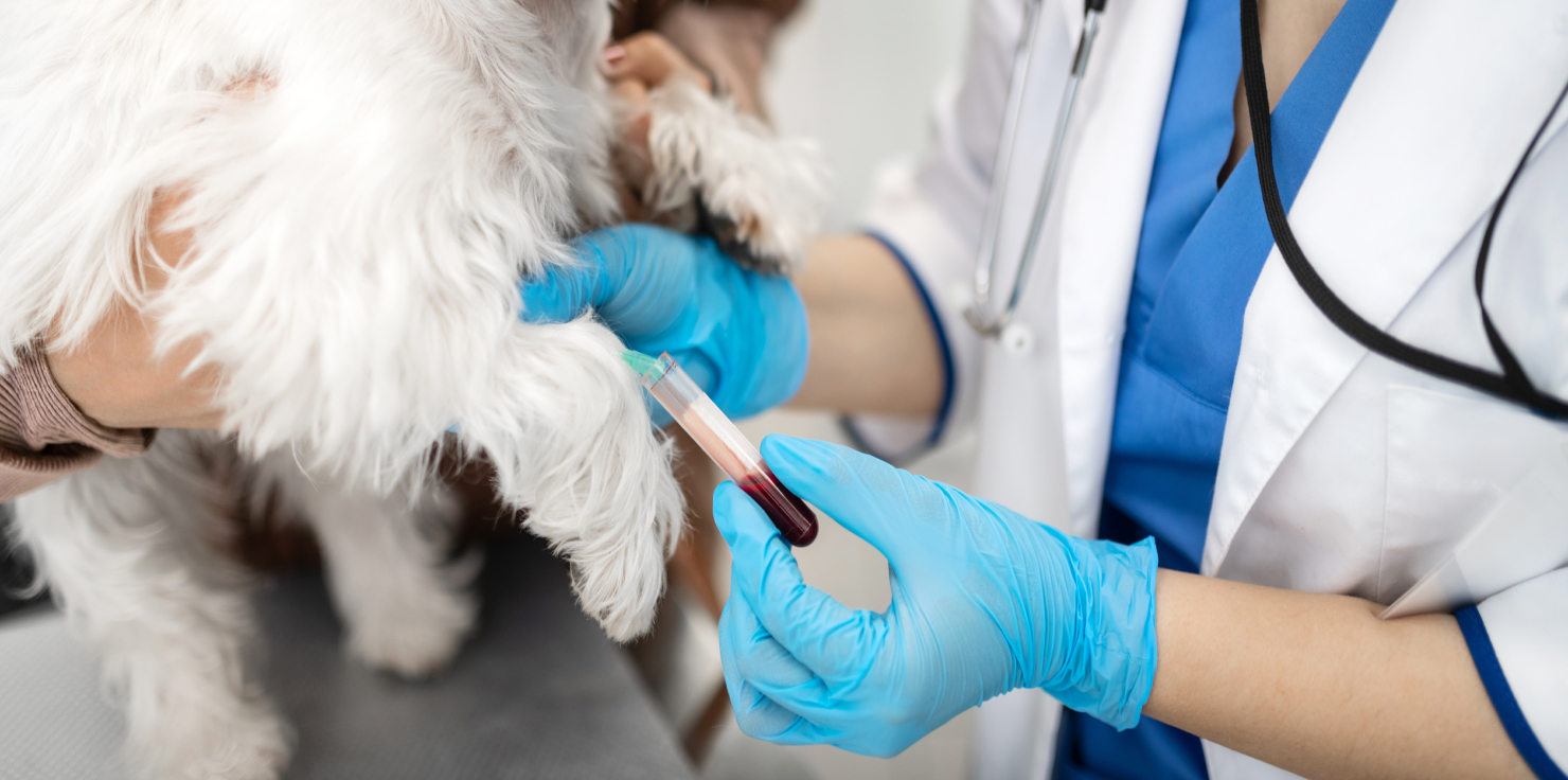 Veterinary Examination and Tests