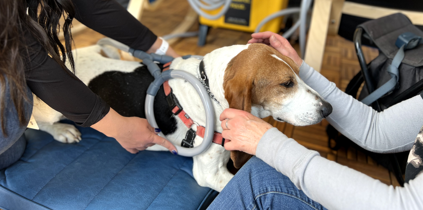 Wellness Devices for Dogs