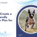 How to Create a Joint-Friendly Exercise Plan for Pets