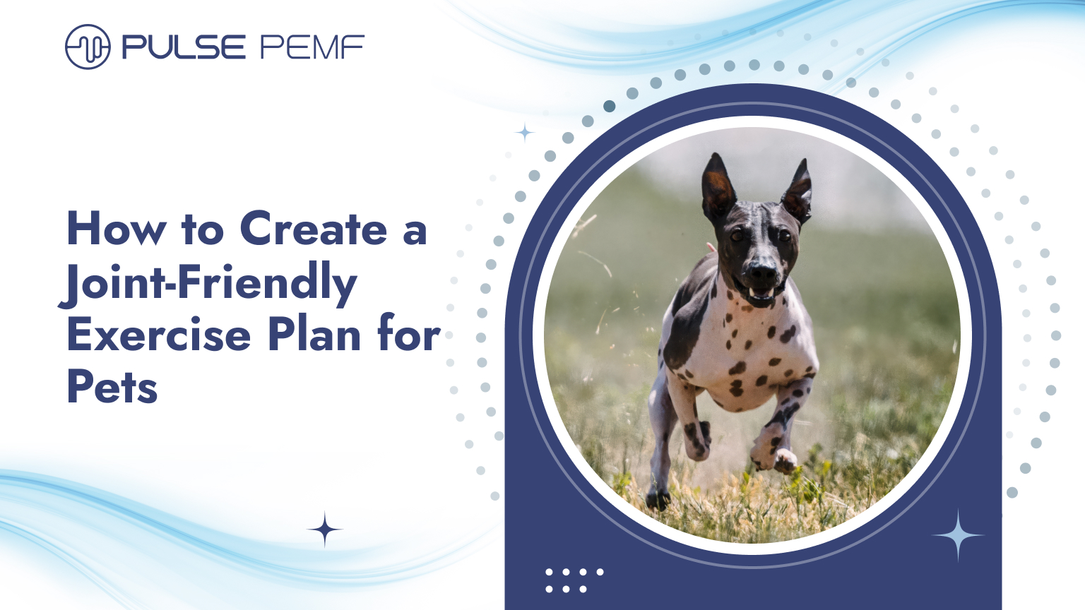 How to Create a Joint-Friendly Exercise Plan for Pets