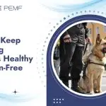 How to Keep Working Animals Healthy and Pain-Free