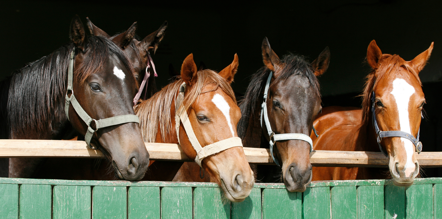 Popular Breeds for Barrel Racing