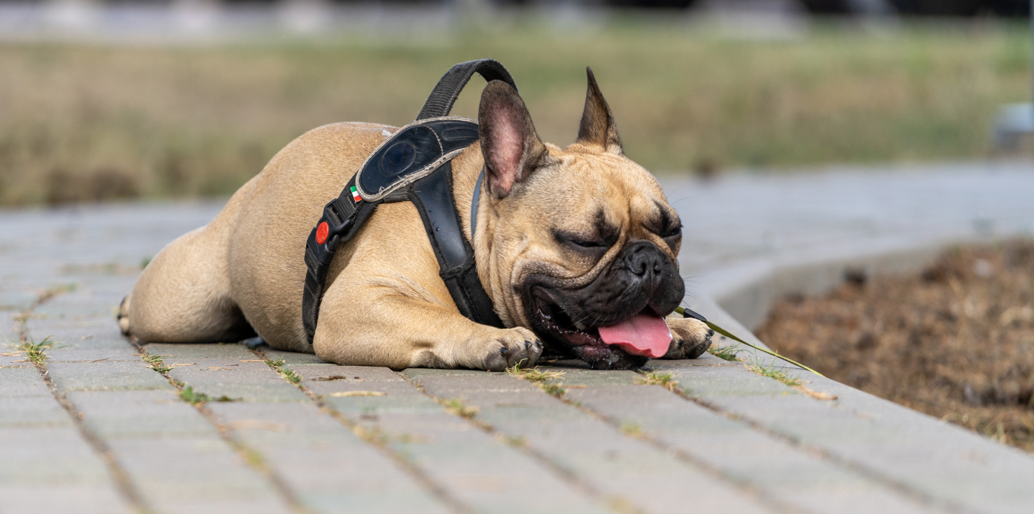 Recognizing the Symptoms of Laryngeal Paralysis in Dogs