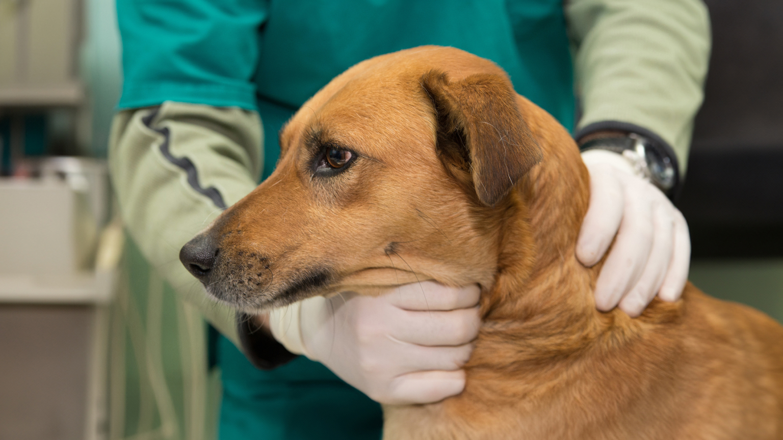 What to Know About Laryngeal Paralysis in Dogs