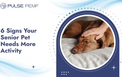 Senior pet