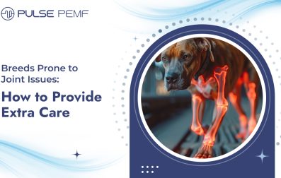 Breeds Prone to Joint Issues How to Provide Extra Care