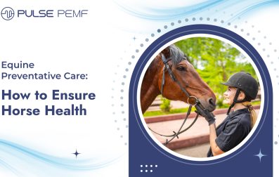 Equine Preventative Care_ How to Ensure Horse Health
