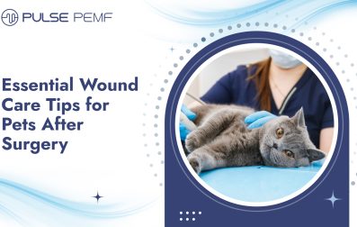 Essential Wound Care Tips for Pets After Surgery