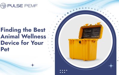 Animal Wellness
