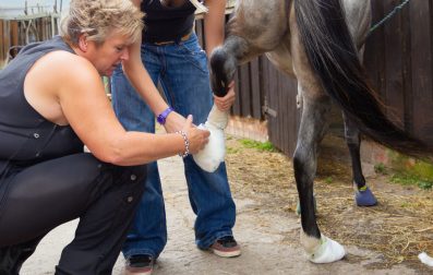 Hoof Abscesses Treatment Options and Recovery