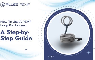 How To Use A PEMF Loop For Horses_ A Step-by-Step Guide