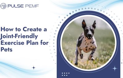 How to Create a Joint-Friendly Exercise Plan for Pets