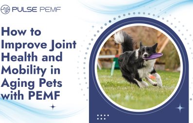 How to Improve Joint Health and Mobility in Aging Pets with PEMF