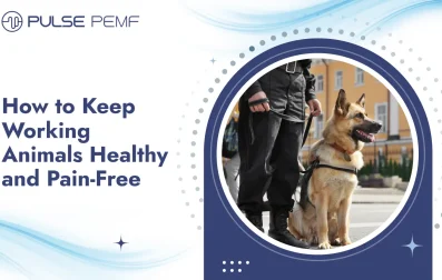 How to Keep Working Animals Healthy and Pain-Free
