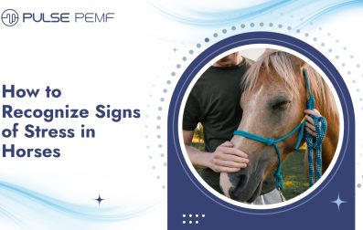 How to Recognize Signs of Stress in Horses