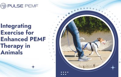Integrating Exercise for Enhanced PEMF Therapy in Animals