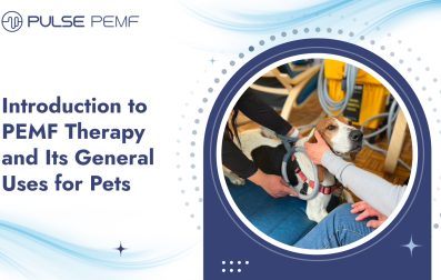 Introduction to PEMF Therapy and Its General Uses for Pets