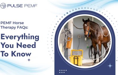 PEMF Horse Therapy