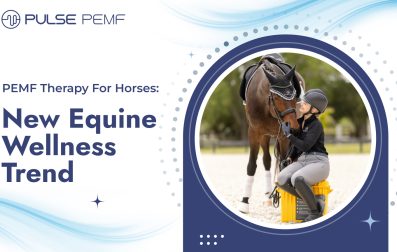 PEMF therapy for horses