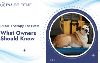 PEMF Therapy For Pets What Owners Should Know