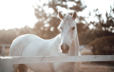 Pulse PEMF Equine Relaxation