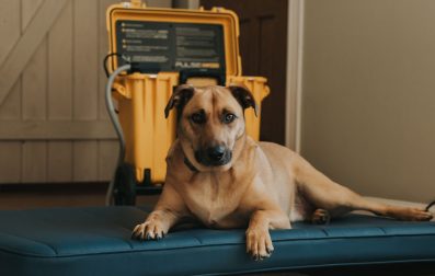 Pulse PEMF - Benefits for Dogs