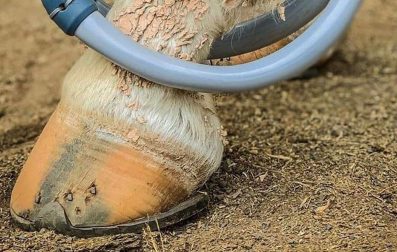 Pulse_PEMF_Equine_Thrush