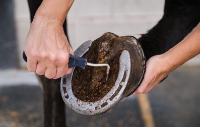 Pulse_PEMF_Hoof_Health