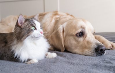Pulse_PEMF_How_Pets_Impact_Your_Health_Main