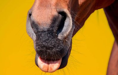 Pulse_PEMF_Licking_And_Chewing_Horse
