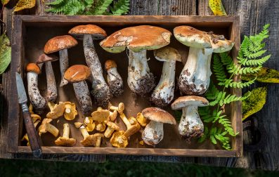 Pulse_PEMF_Medical_Mushrooms