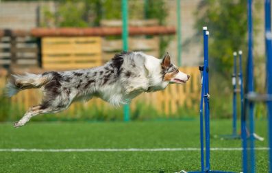 Australian shepherd leaping energetically with a joyful expression.