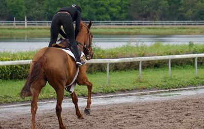 Pulse_PEMF_Racehorse_Glutes