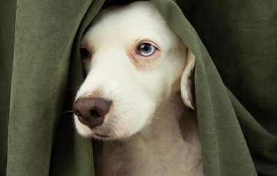 A white dog peeks out from under a green blanket, revealing its curious and adorable nature.