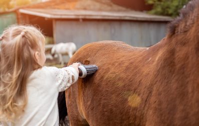 Pulse_PEMF_The_Equine_Back