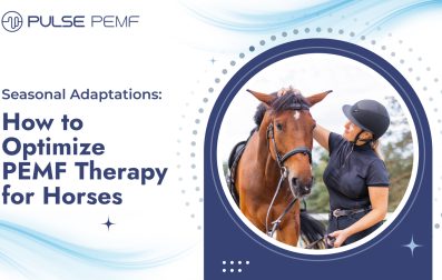PEMF Therapy for Horses