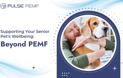 Senior pet care