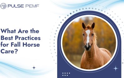 What Are the Best Practices for Fall Horse Care