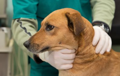 What to Know About Laryngeal Paralysis in Dogs